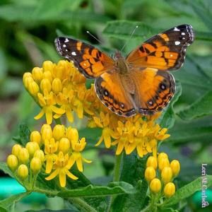 Meet your Posher, Vanessa